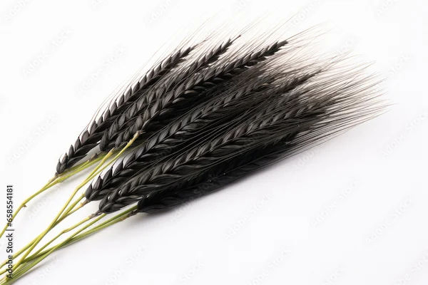 Black Wheat Benefits You Should Know
